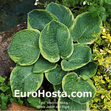 Hosta Plum Pudding