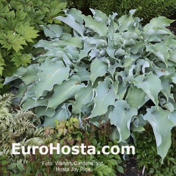 Hosta Plum Pudding