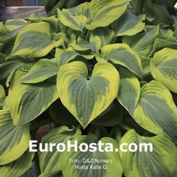 Hosta Katie Q - Eurohosta 