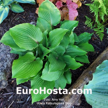 Hosta Plum Pudding