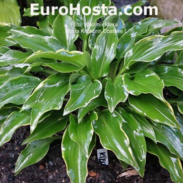 Hosta Golden Oriole