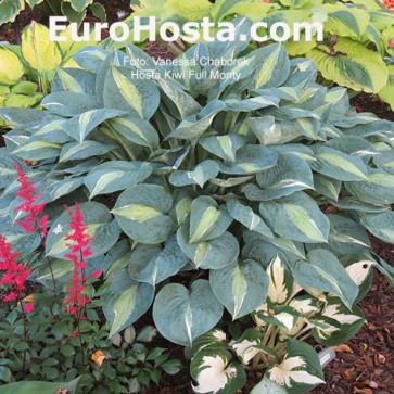 Hosta Kiwi Full Monty - Eurohosta