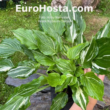 Hosta Plum Pudding