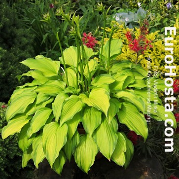 Hosta Plum Pudding