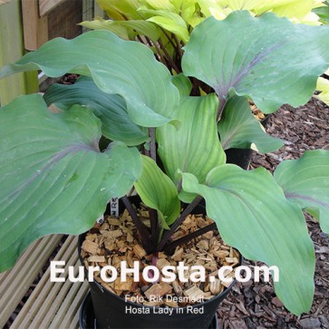 Hosta Plum Pudding