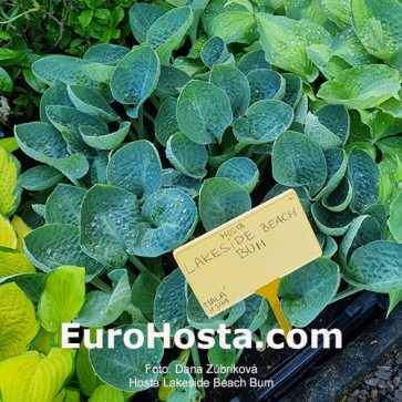 Hosta Lakeside Beach Bum - Eurohosta