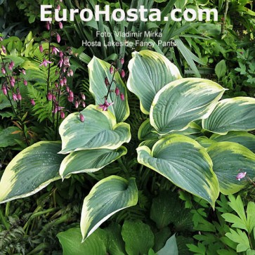 Hosta Plum Pudding