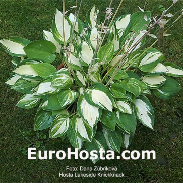 Hosta Lakeside Cupcake - Eurohosta