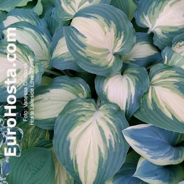 Hosta Tenryu