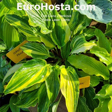 Hosta Plum Pudding