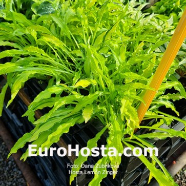 Hosta Lemon Zinger