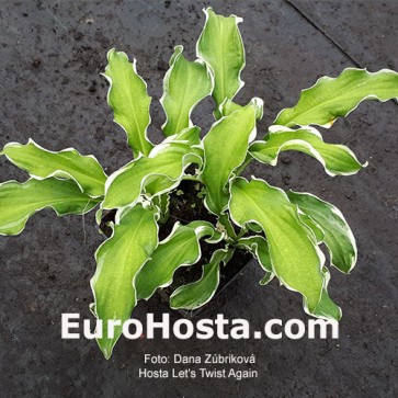 Hosta Plum Pudding