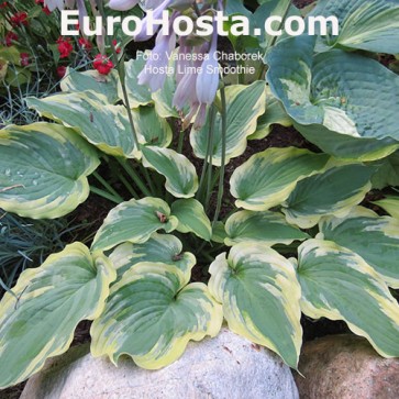 Hosta Plum Pudding