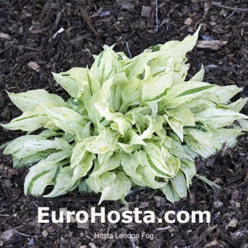 Hosta Plum Pudding