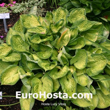 Hosta Ben Vernooij - Eurohosta