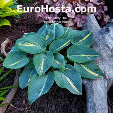 Hosta Plum Pudding