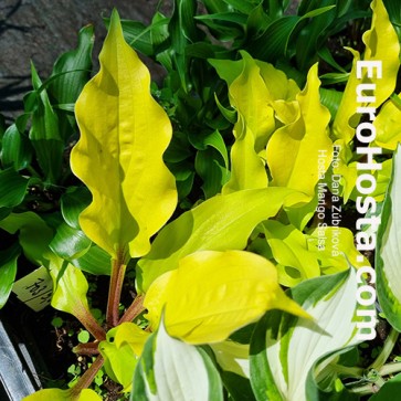 Hosta Mango Salsa