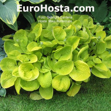 Hosta Maui Buttercups