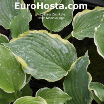 Hosta Plum Pudding