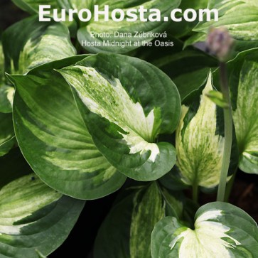 Hosta Plum Pudding