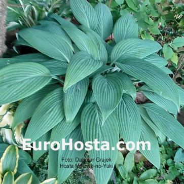 Hosta Mikawa-no-Yuki