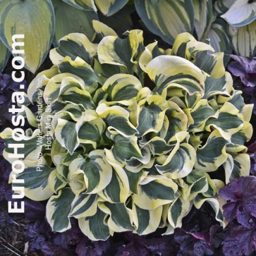 Hosta Plum Pudding