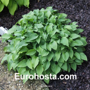 Hosta Minima