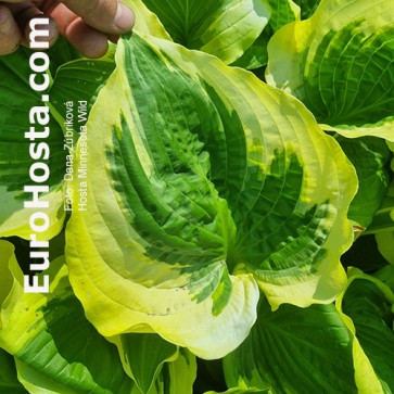 Hosta Ben Vernooij - Eurohosta