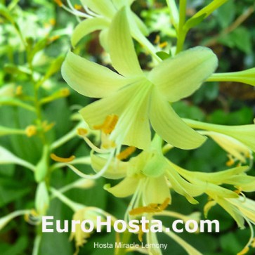 Hosta Plum Pudding