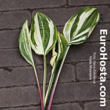 Hosta Plum Pudding