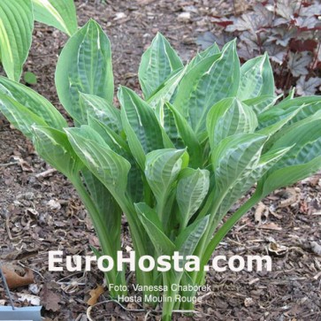 Hosta Plum Pudding