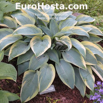 Hosta Plum Pudding