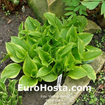 Hosta Muffie