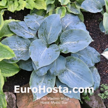 Hosta Mystic Star - Eurohosta