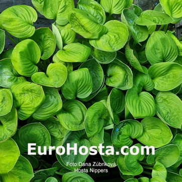 Hosta Nippers - Eurohosta