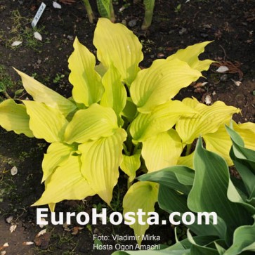 Hosta Plum Pudding