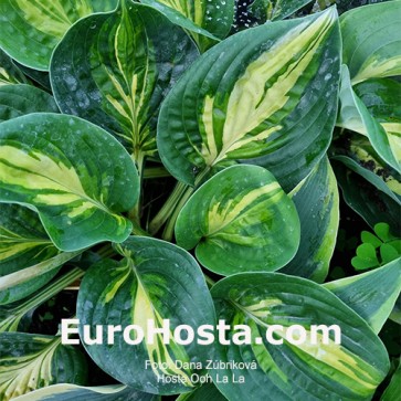 Hosta Plum Pudding