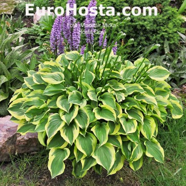 Hosta Moonlight Sonata