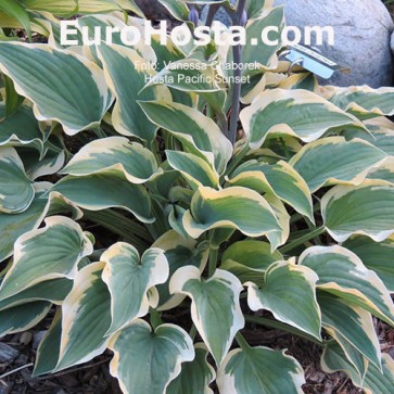 Hosta Ben Vernooij - Eurohosta