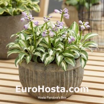 Hosta Pandora's Box - Eurohosta 