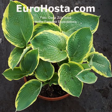 Hosta Ben Vernooij - Eurohosta