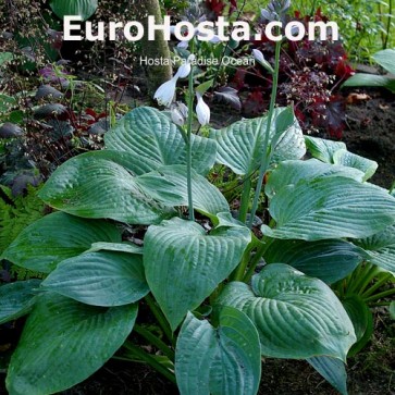 Hosta Plum Pudding