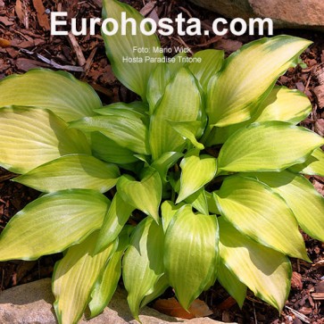 Hosta Ben Vernooij - Eurohosta