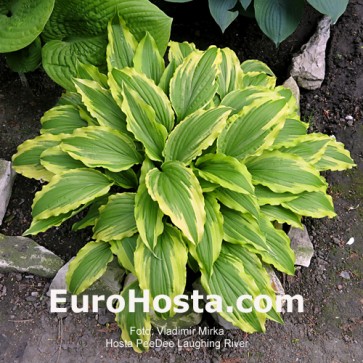 Hosta Pee Dee Laughing River - Eurohosta