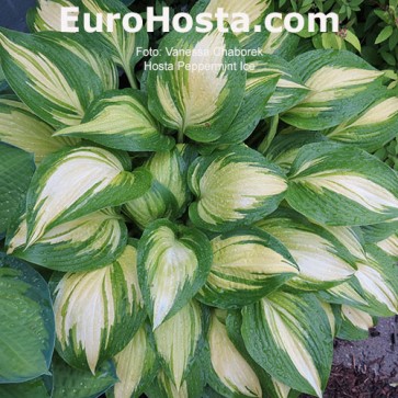 Hosta Peppermint Ice