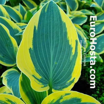 Hosta Permafrost - Eurohosta