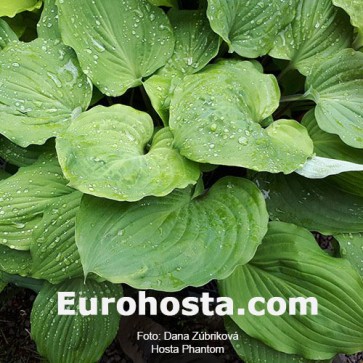 Hosta Phantom - Eurohosta