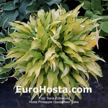 Hosta Pineapple Upsidedown Cake - Eurohosta