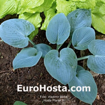 Hosta Plum Pudding