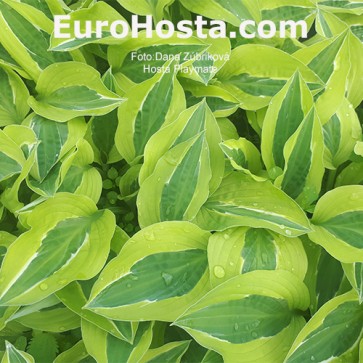 Hosta Playmate - Eurohosta